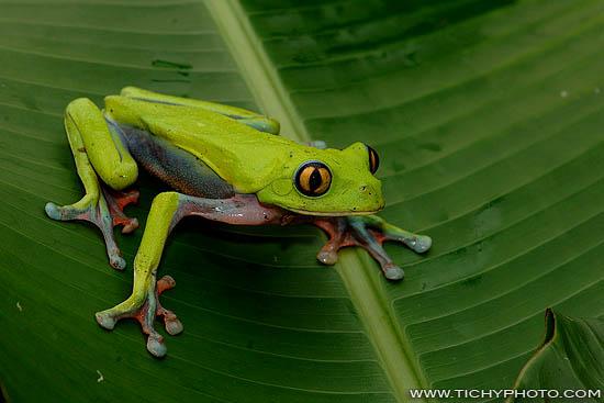 [http://tichyphoto.com/photo/golden-eyed-leaf-frog.jpg]
